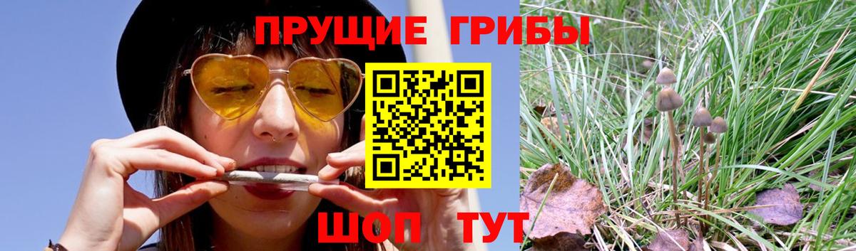 Псилоцибиновые грибы ЛСД Будённовск